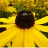 Blumen_9