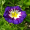 Blumen
