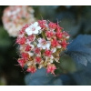 Blumen_12