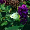 white Butterfly