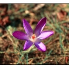 Blumen