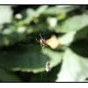 Spider_1