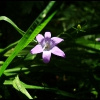 Blumen_3